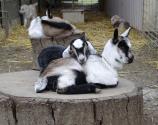 Celebrate All Things Goat At The 4th Annual Goat Festival